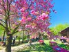 Il giardino di Schifanoia a primavera