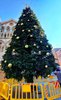 L'albero in piazza della Cattedrale v