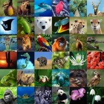 "Animali sparuti spariti" 