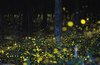 Lucciole nel bosco - immagine di Tsuneaki Hiramatsu