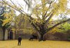 Il pianista Marcelo Cesena nel giardino della biblioteca Ariostea (foto Biblioteca comunale Ariostea)