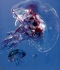 Una delle opere di Massimo Pulini della mostra "Meduse & cnidarie" al Museo di storia naturale di Ferrara