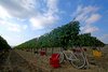Mondo Agricolo Ferrarese in una foto di Giuliana Bertini al Maf di Ferrara fino al 29 giugno 2017