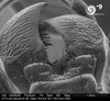 Carabide in esposizione alla mostra "Nanomondo" - Museo storia naturale di Ferrara, 27 ottobre 2018-16 giugno 2019