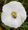 Fiore Halictus con insetto (foto Carla Corazza)