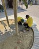 piazza Cortevecchia a Ferrara - collocazione di reti sugli apolli