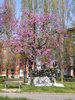 piazza Acquedotto - Albero di Giuda accanto a monumento ai Bersaglieri (foto Ufficio Verde - aprile 2020)