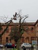 Un momento della potatura delle robinie a cura di Vittorio Pagnoni (foto Interno Verde)