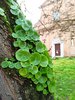 Particolare delle piante rampicanti 'ombelico di venere' sulla corteccia delle robinie (foto Interno Verde)