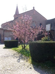 Sant'Antonio in Polesine - ciliegio giapponese (foto Ufficio Verde - aprile 2020