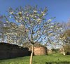 Sottomura - albero ciliegio (foto Ufficio Verde - aprile 2020)