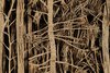 "Sous-bois", opera di Eva Jospin - Palazzo dei Diamanti, Ferrara, 17 novembre 2018-6 gennaio 2019