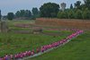 sportRun 5.30 Ferrara sulle mura_PhPierluigiBenini