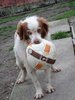 Il cane Twist