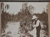"Un paese negli album di famiglia", raccolta di pere