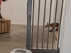 La volpe entrata nel teatro a Ferrara